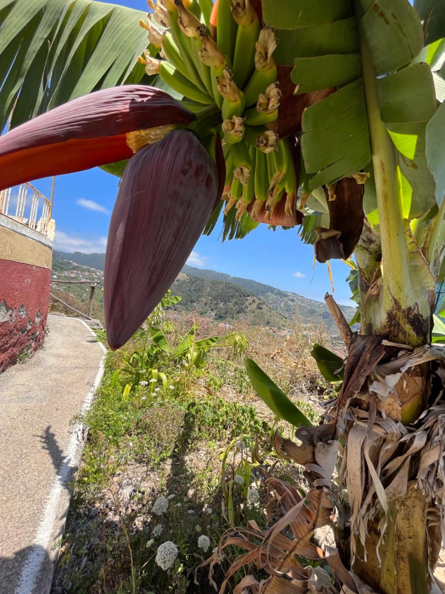 Tropical House Villa Ribeira Brava Exterior photo